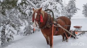 ЛОШАДИ🐴НАС ЗАВАЛИЛО СНЕГОМ❄️НА МАРУСИ В САНЯХ ЕДЕМ ВЫТЯГИВАТЬ МАШИНУ