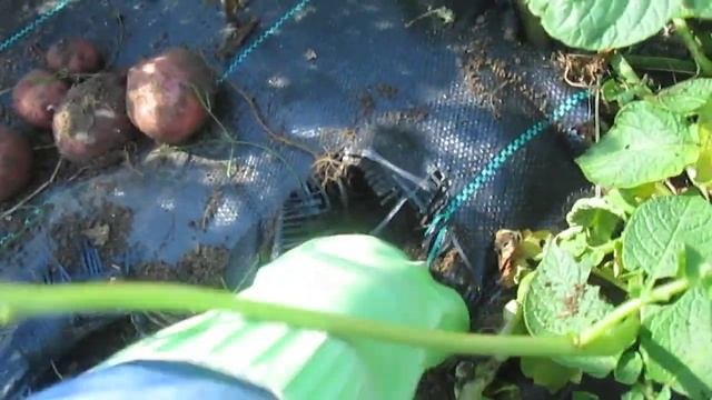 Копаю молодую картошку, которая растёт под агроволокном.