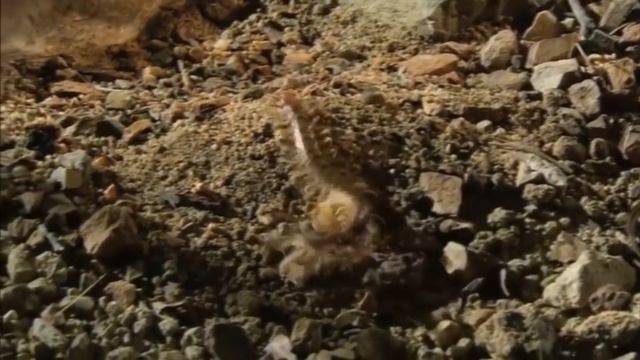 Версус! СКОРПИОН против паука, сколопендры, рака, шершня и даже ежа. На что способен скорпион! смотреть онлайн