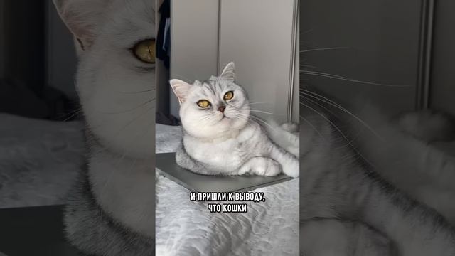 Правда, что кошки похожи на своих хозяев? #коты #кот #shorts