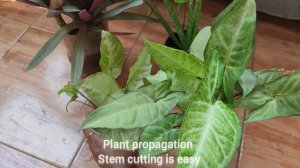 lovely🪴#Syngonium Plant/Arrowhead plant|#airpurifier plant#indoor plant|#telugu voice|#plants#garde