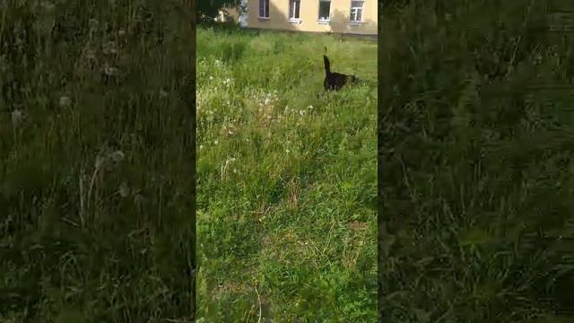 VID-20240616-WA0002.mp4 смотреть онлайн