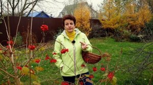 Калина  заменяет всё - и витамины, и таблетки