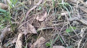 Желтопузик, безногая ящерица#сочинцы#фаунасочи#sochi2022 #лоо2022