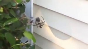 Гигантский паук против гигантской мухи