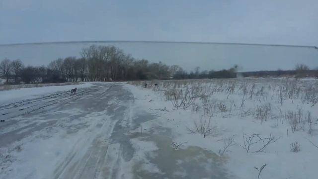 Дикие собаки. смотреть онлайн