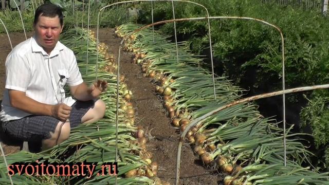 Как не дать пропасть уродившемуся луку смотреть онлайн