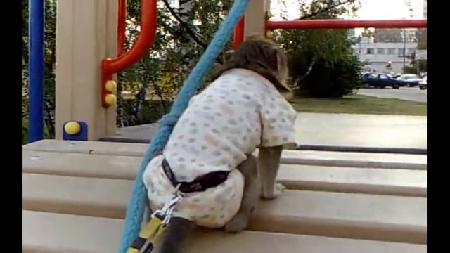 Обезьянки в аренду - 8(985) - 920-36-97 смотреть онлайн