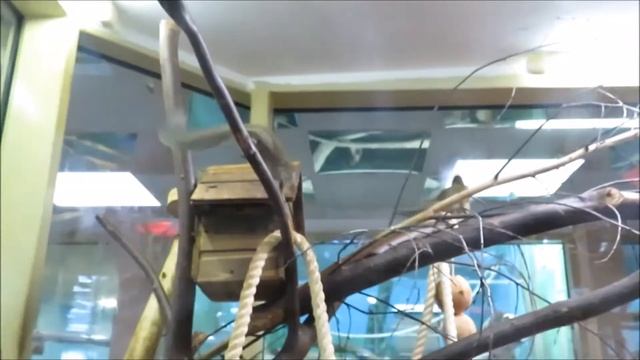 Северная тупайя 16.03.2021