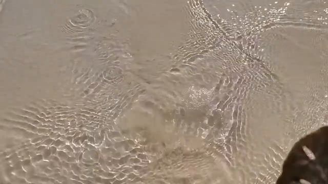 Куба ракушки смотреть онлайн