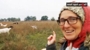 НАКОНЕЦ МОИ КОЗЫ ПОГУЛЯЛИ. (обошлось без эстрофана)