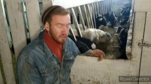 ДОМ В СЕЛЕ. КОГДА ПОКРЫВАТЬ КОЗОЧКУ? ВОЗРАСТ И ВЕС ПЕРВОГО ПОКРЫТИЯ КОЗОЧЕК. Возраст и вес козочек.