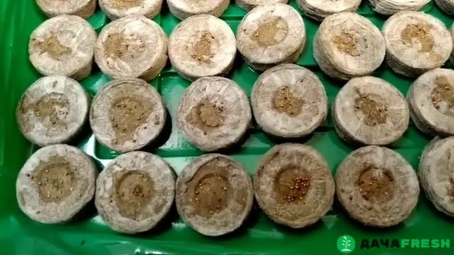 Сажаем семена земляники на рассаду в торфяные таблетки.