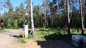 валка дерева с оттяжкой
