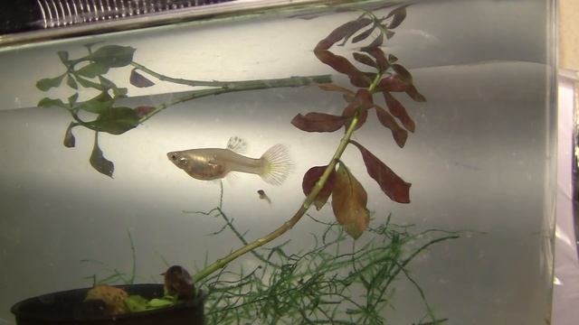 Гуппи рожает дефектного малька