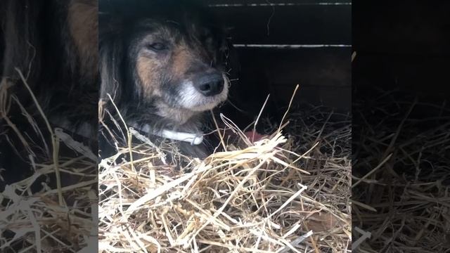 Петрович и Динь-Динь. смотреть онлайн