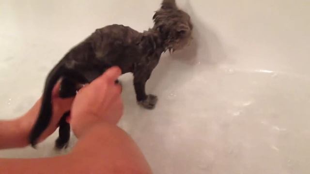 Моем котенка Милу! смотреть онлайн