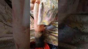 ОБЕЗЖИРИВАНИЕ ШКУРКИ СОБОЛЯ | Как делаю я? | 2 часть 🐾