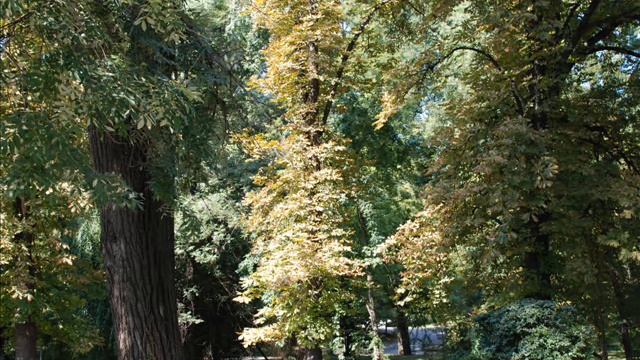 Saragossa Band - Wig Wam.mp4 смотреть онлайн