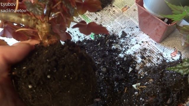 Комнатные цветы/растения. Каудексные бегонии. Бегония Дрега. Пересадка. смотреть онлайн