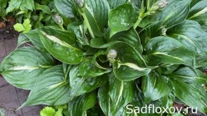 Блестящая, темно-зеленая хоста Виктор (Victor) в моем саду