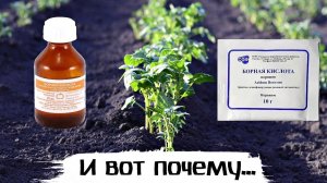 Это аптечное средство должно быть в арсенале у каждого садовода! Применение борной кислоты в саду!