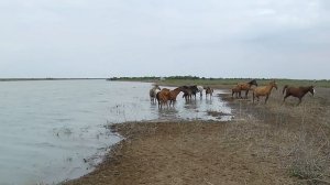 Две рыбалки в непогоду (1 и 5 июня). Канал Сырдарья - Коксарай.