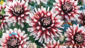 Георгина декоративная Сидлер Штольце ? обзор: как сажать, рассада георгины Сидлер Штольце