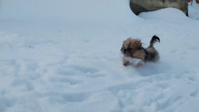 Русская цветная болонка (Граалис Нейтрино) и снег