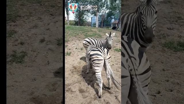 Зебры в Казанском зоопарке