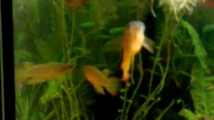 Мои рыбы и улитки в аквариуме 100 л #zemlianasha