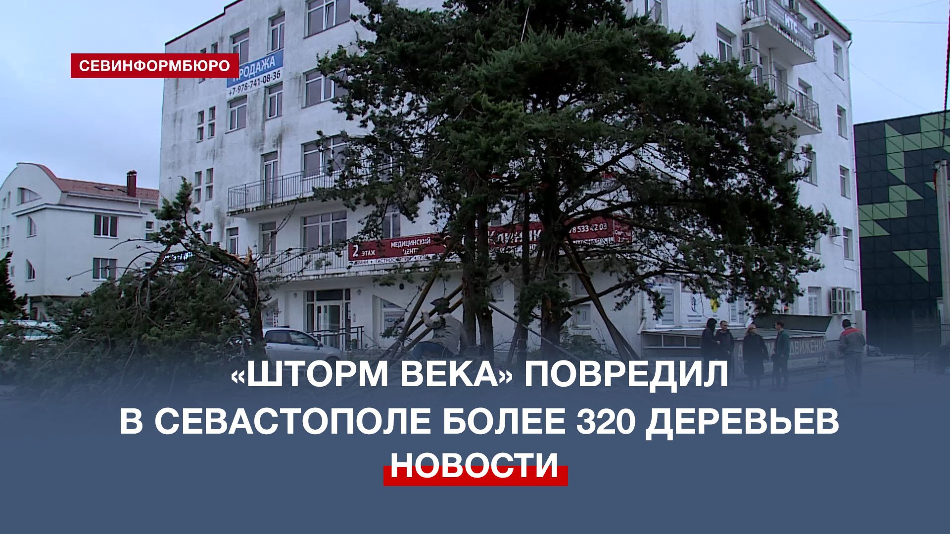 Как в Севастополе спасают деревья после «Шторма века»?