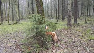карельские лайки и белка