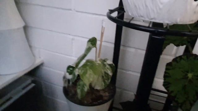 VLOG 12.10.22 г Столовая/ Обзор моих комнатных цветов/ Мои новинки/ Алоказия Полли/ Аглаонема/ Фику смотреть онлайн