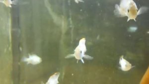 НАНАКАРА НЕОНОВАЯ