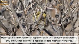 Птицы Одинцово. Желтоголовый королек