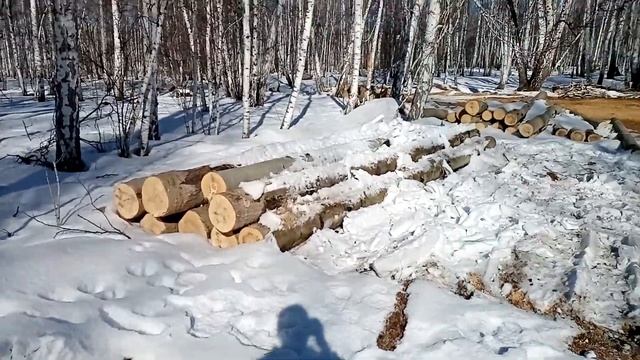 Грузим осину и подбираемся в делянках.
