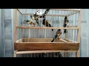 Певчие птицы,щеглы,Чижи,юлы,овсянки