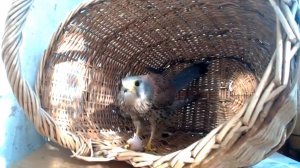 Дикий сокол в домашних условиях (Пустельга)