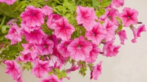 Петуния слабо цветет? Как заставить обильно цвести Петунию!