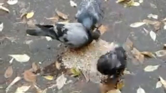 голубь дебил смотреть онлайн