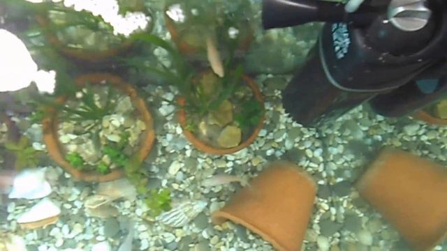 Бюджетный аквариум с цихлидами (100.л) смотреть онлайн