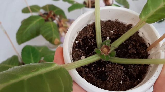 Подготавливаю глоксинии к повторному цветению не выкручивая стебель,а за счет отрастания пасынков. смотреть онлайн