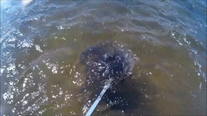 ПОИСК ЗОЛОТА В ОЗЕРАХ ХАКАСИИ!!! ЗОЛОТАЯ ЛИХОРАДКА!!!