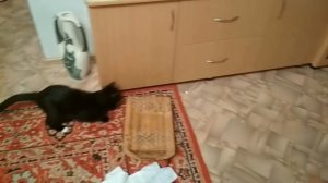 Кот обормот ! Что за маленькая мошка, прогонять её немножко.