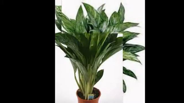 Любимые растения-Аглаонема переменчивая смотреть онлайн