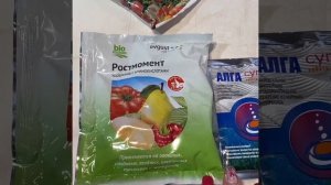 Олива европейская. Уход и выращивание