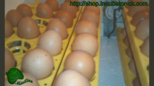 Инкубаторы Лелека для яиц птиц или рептилий