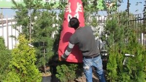 Как укрывать туи и другие хвойники  на зиму