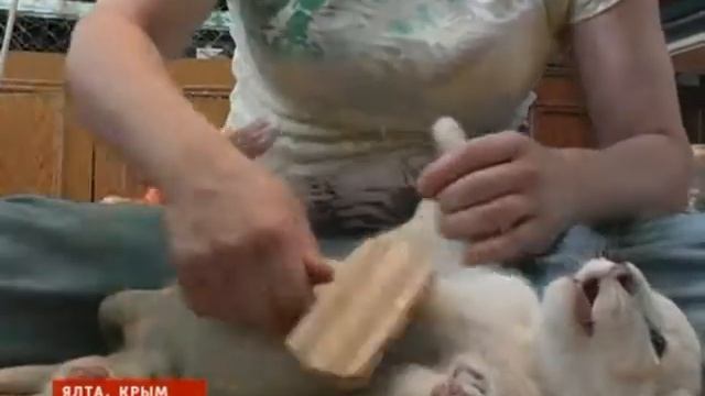 Зоопарк. Ялта.flv смотреть онлайн